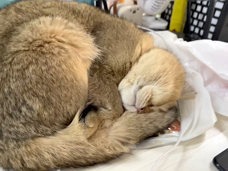 萌宠工作搭子，睡得不知时辰了