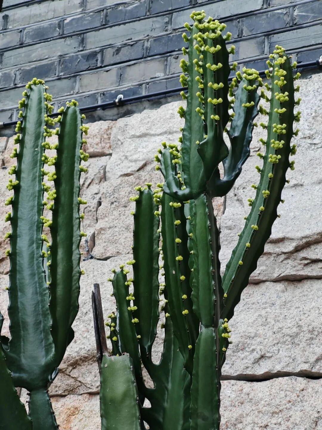 老话常说“龙骨开花，见者得福”，这份说法里藏着人们对罕见景致的珍视，更藏着对美好