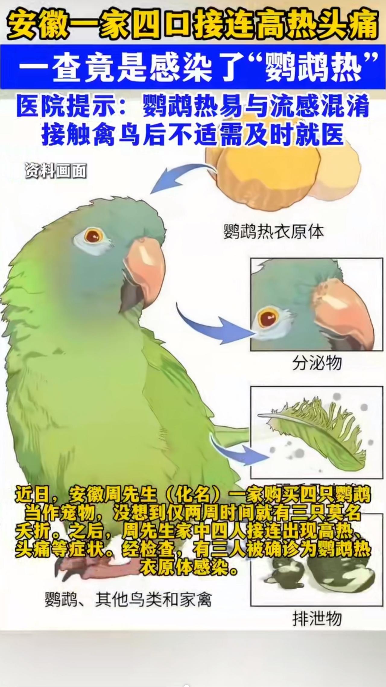 安徽合肥的周先生怎么也没想到，自己为孩子买的四只鹦鹉，竟让全家四口人接连病倒，这
