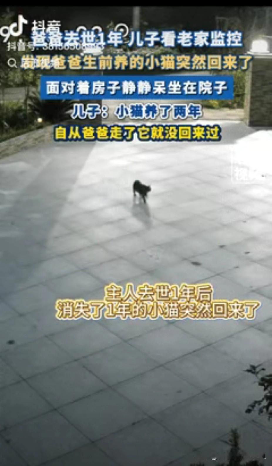 “万物皆有灵！”四川资阳，一男子翻看老家监控时，无意间发现消失1年的小猫突然回来
