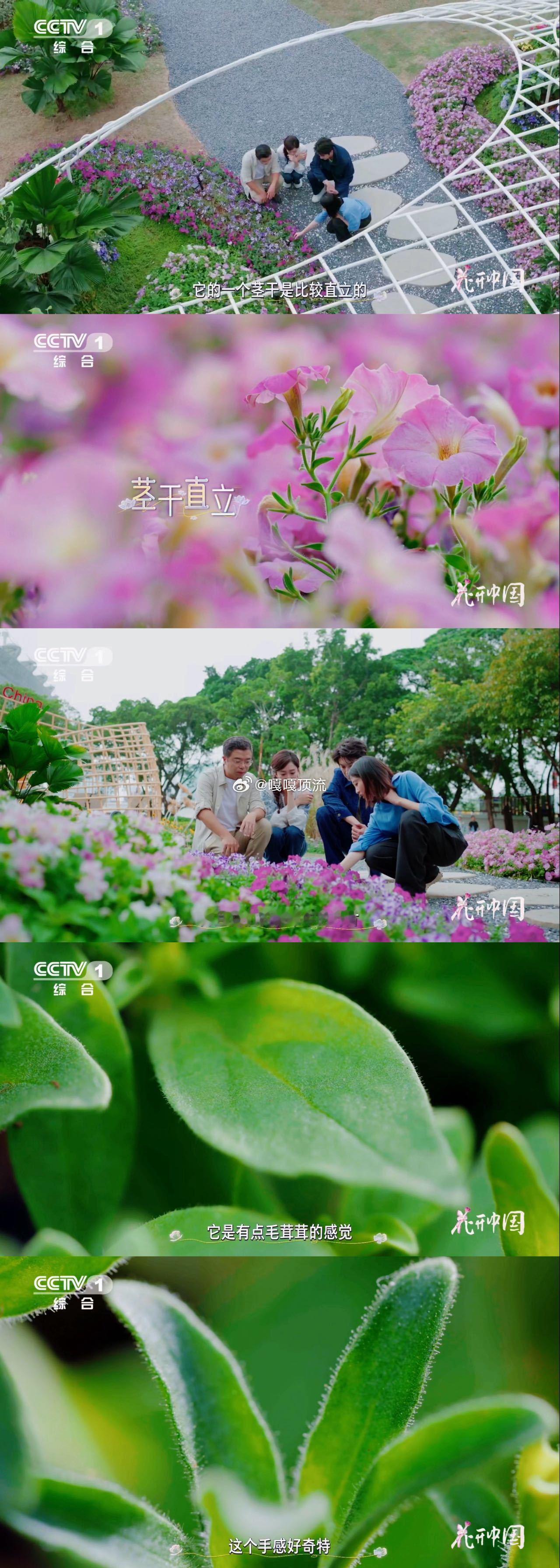 这种花竟和茄子是一家矮牵牛和牵牛花不是亲戚植物界的“名不副实”！矮牵牛属于茄科