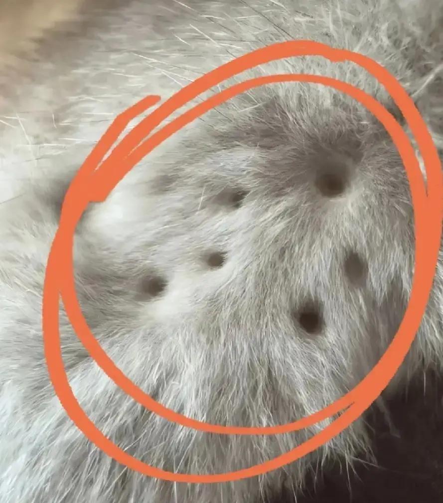 有人花几万块买的貂皮大衣，放衣柜一年直接变渔网。去年冬天穿几次就收起来，今年秋