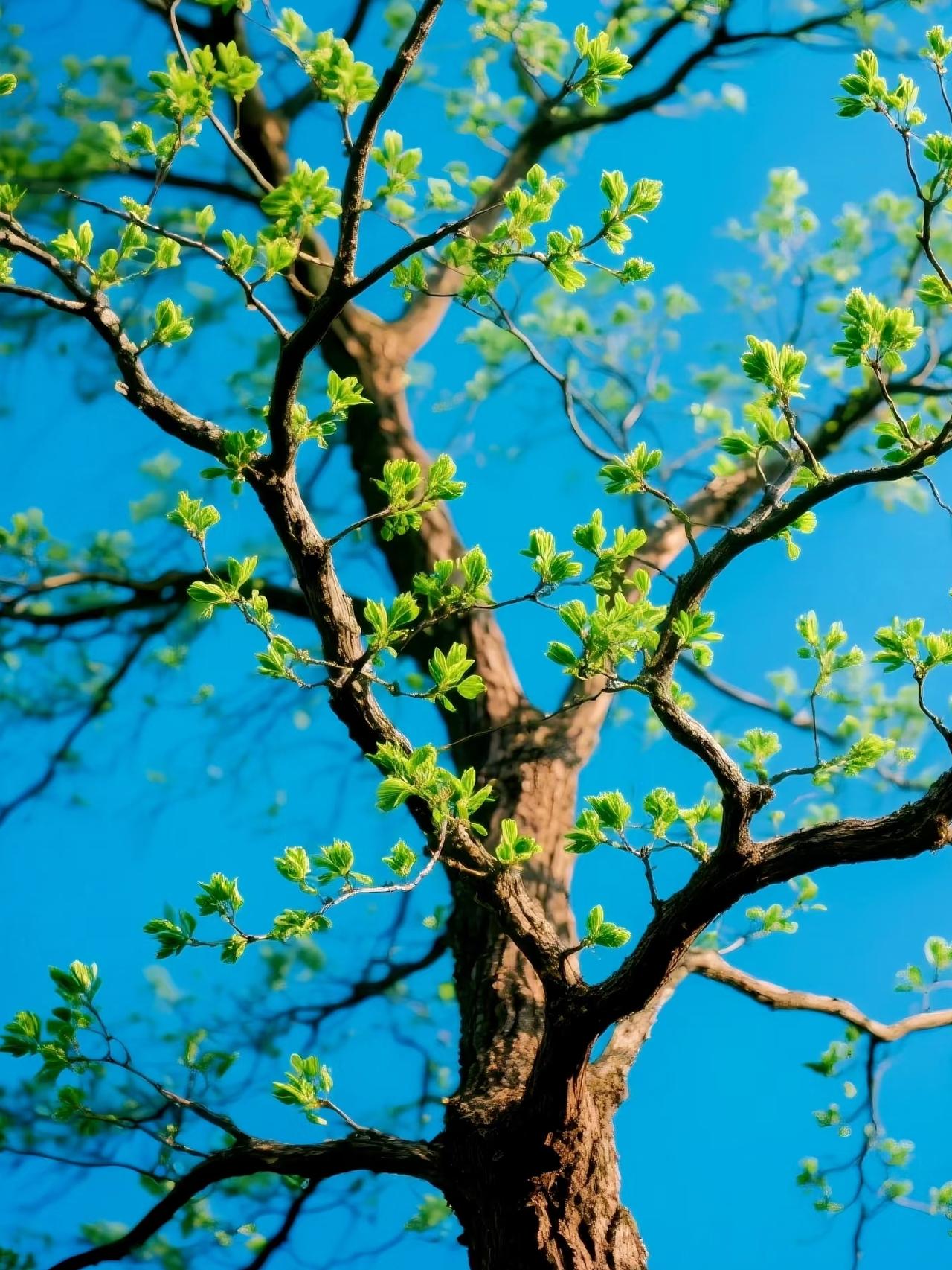 你会如何晒出春日格调？借一抹春光，裁半缕清风，将温柔藏进日常。漫步花间，静赏暖阳