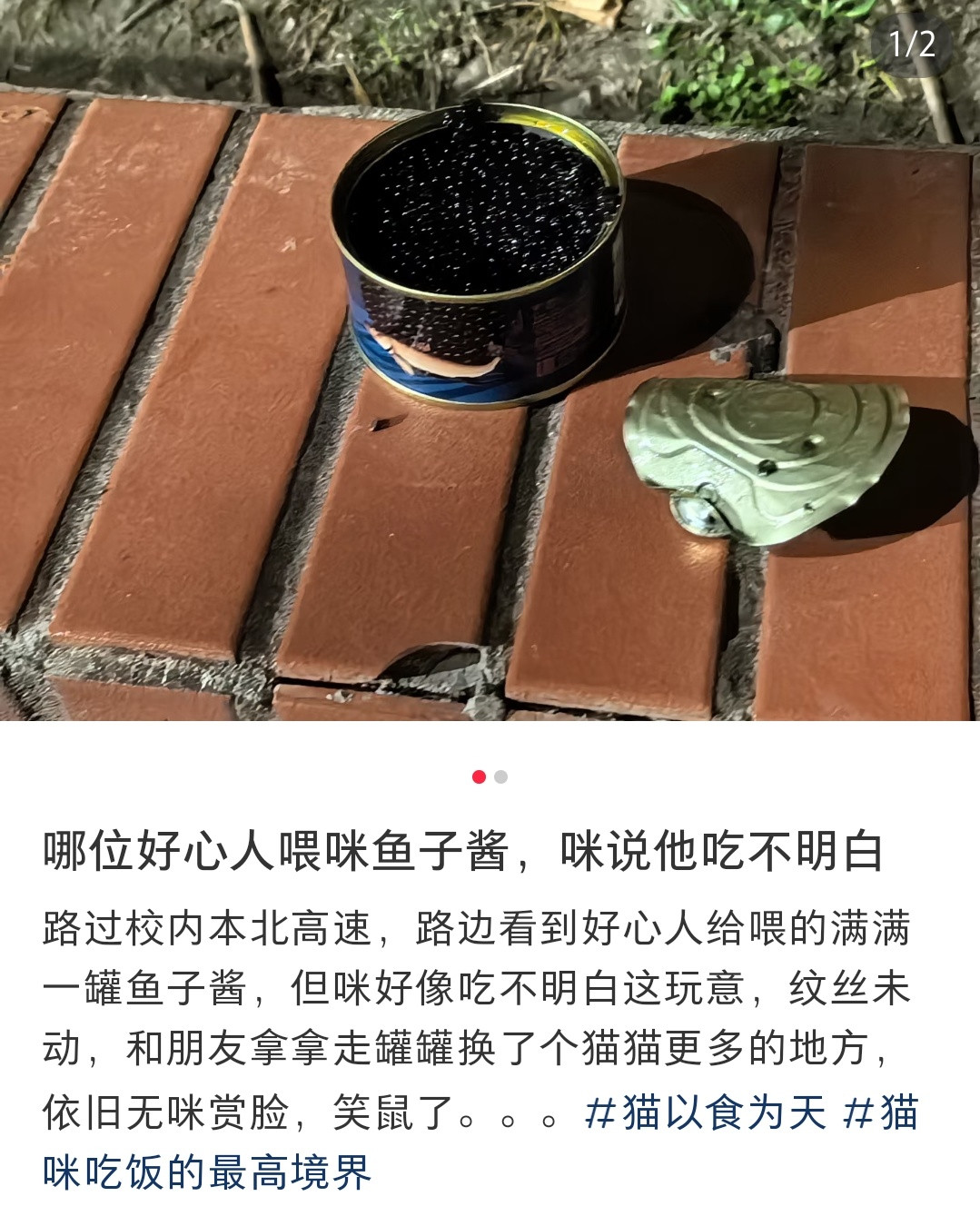 这些人还真是什么都敢拿去喂小猫啊[捂脸哭]​​​