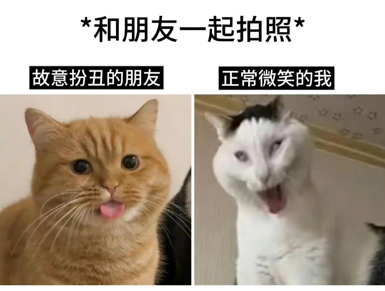 今日梗图​​​