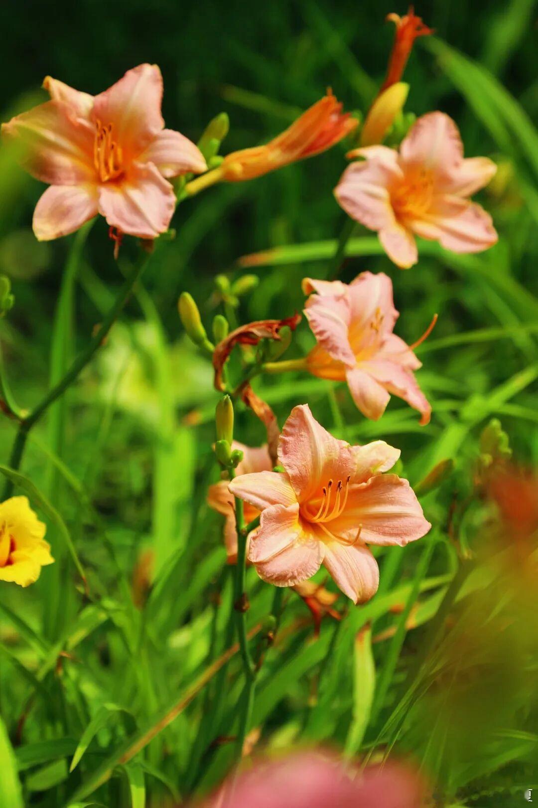 邂逅满园花草，定格夏日缤纷浪漫～寻美河南