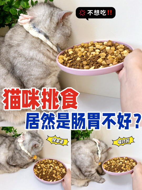 猫咪挑食是求救信号？别再误会你的毛孩子啦