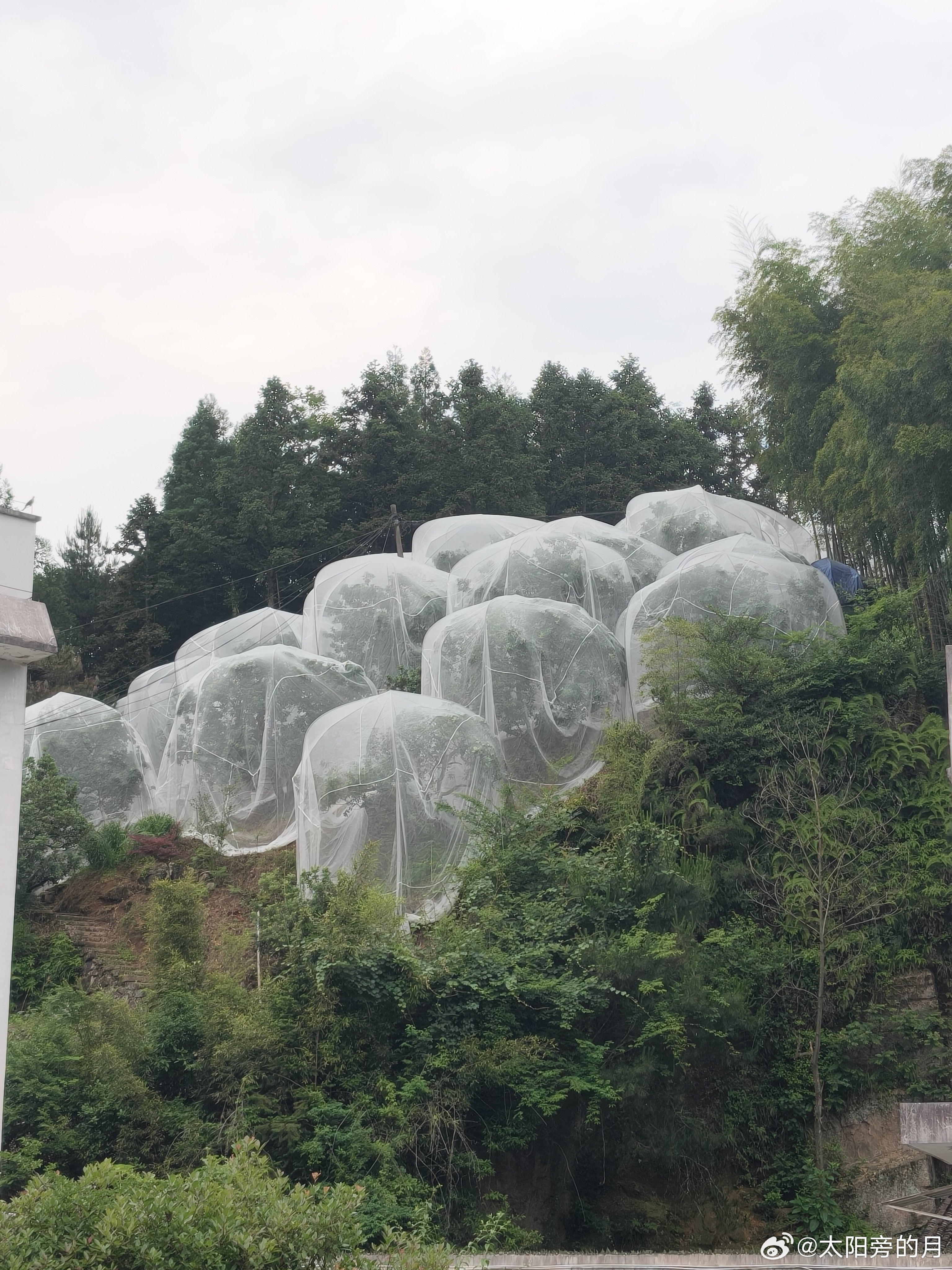 黄岩满山杨梅，静等成熟