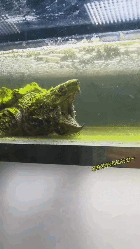 这个龟，被惯坏了，非得要跑到嘴巴里才可以？