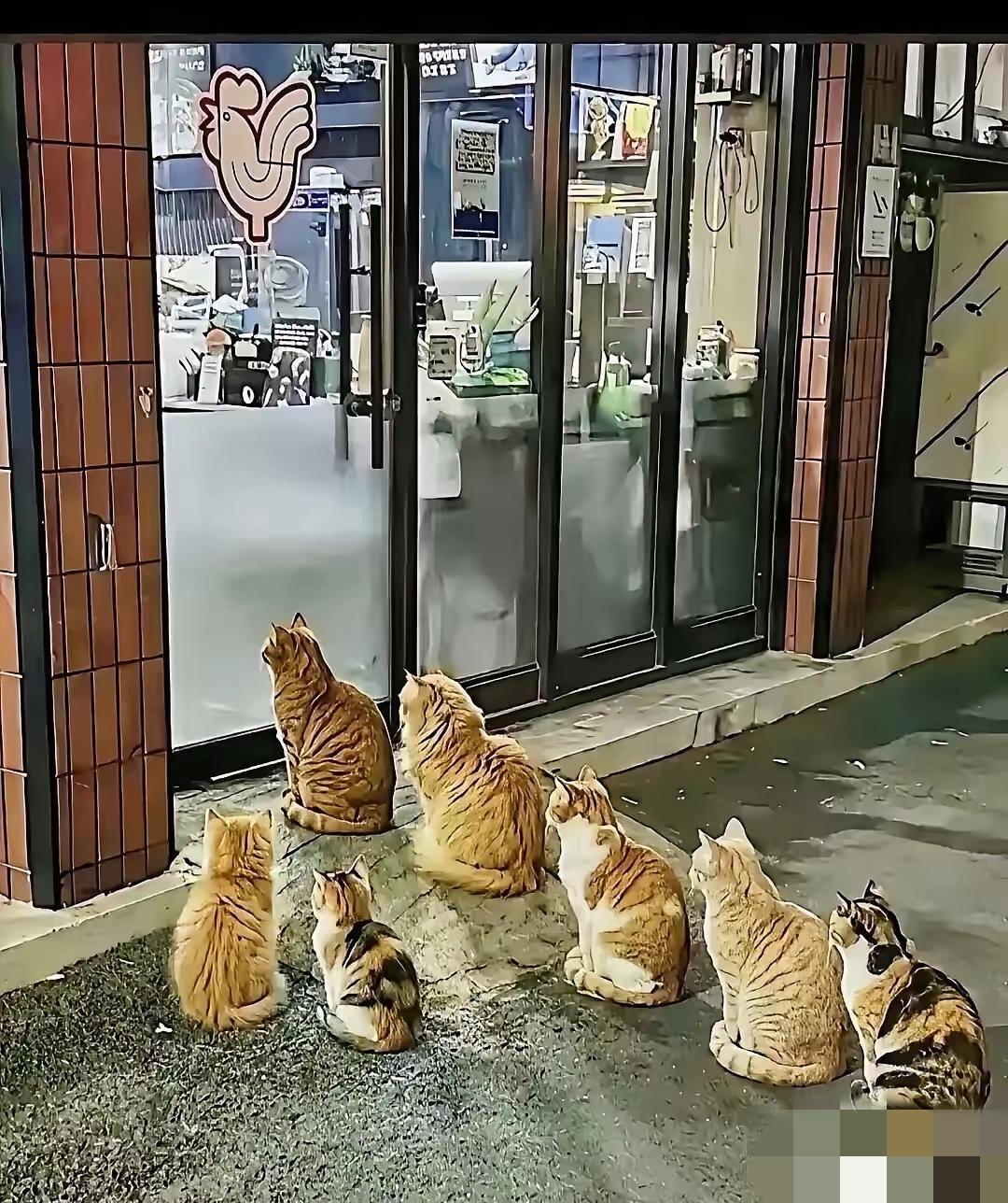 北京朝阳一烤鸡店老板投喂流浪猫，猫咪排队就餐引关注！北京朝阳一家烤鸡店的老