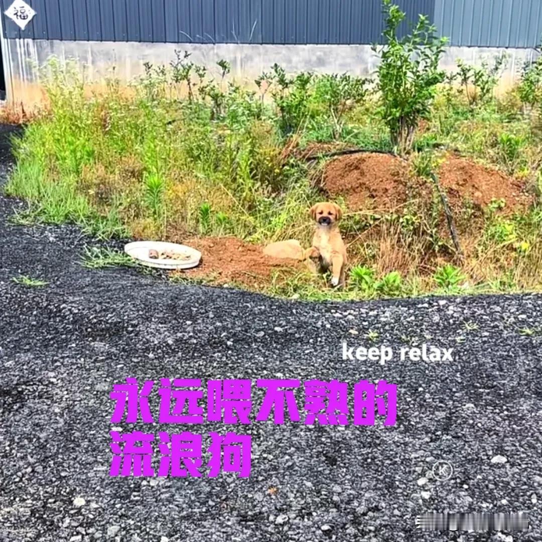 工厂后面来了一只流浪狗，不知道是被人遗弃的，还是它自己跑来的。小狗看起来应该有两
