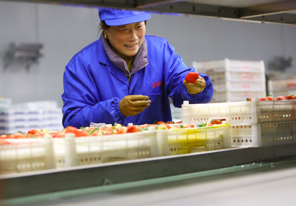 产业升级让草莓滋味更甜