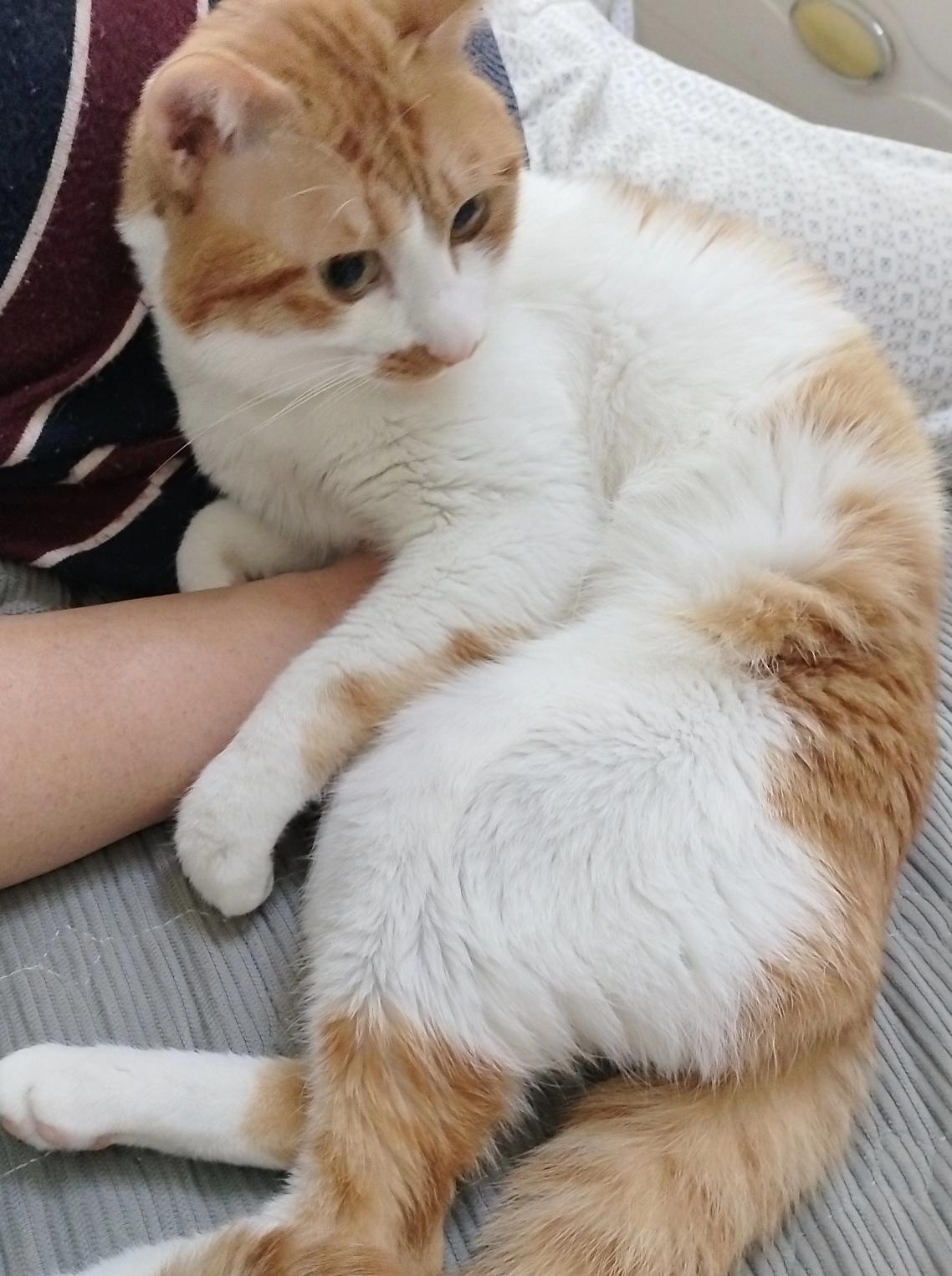 看到流浪猫，再看看自家挑食的猫孩子，心里真不是滋味。流浪猫风餐露宿，能有口吃的就