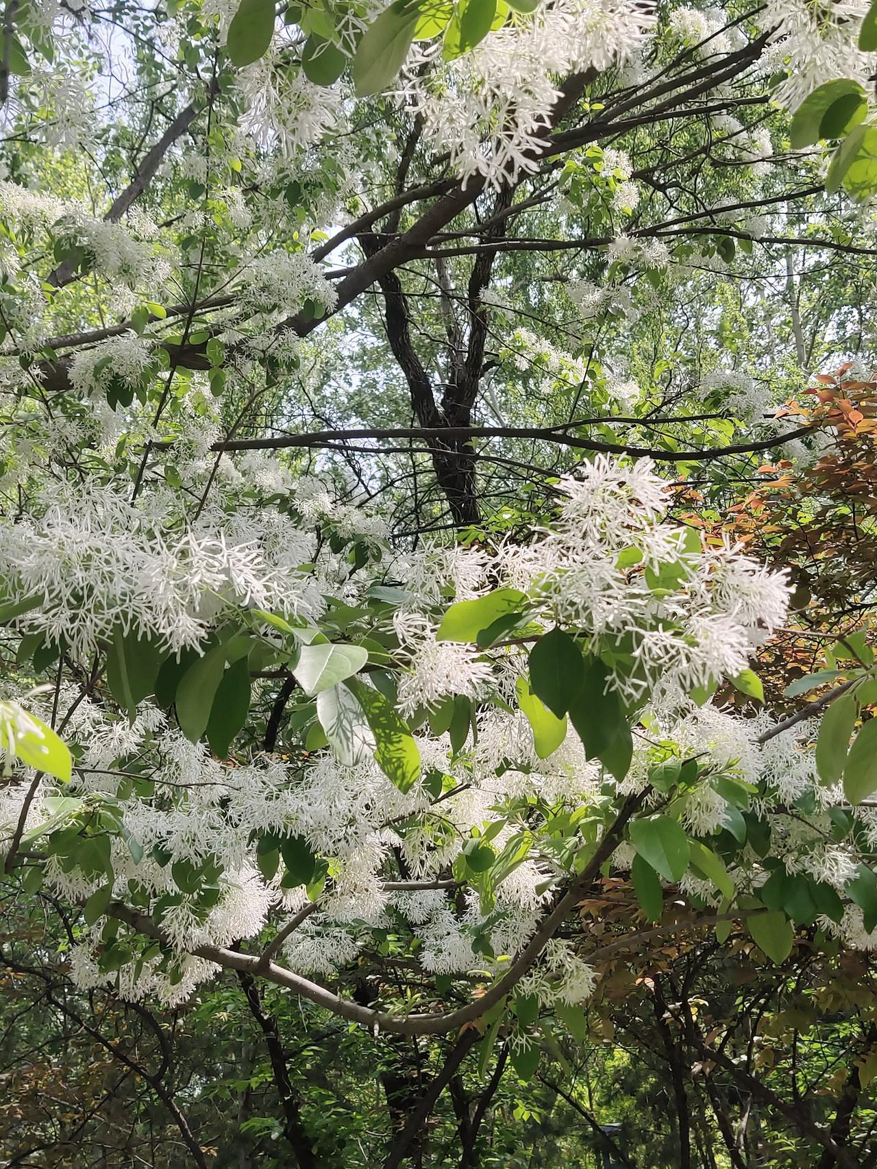 森林公园里的“四月雪”美爆了！这“四月雪”其实就是流苏树，现在正值盛花期。远远望