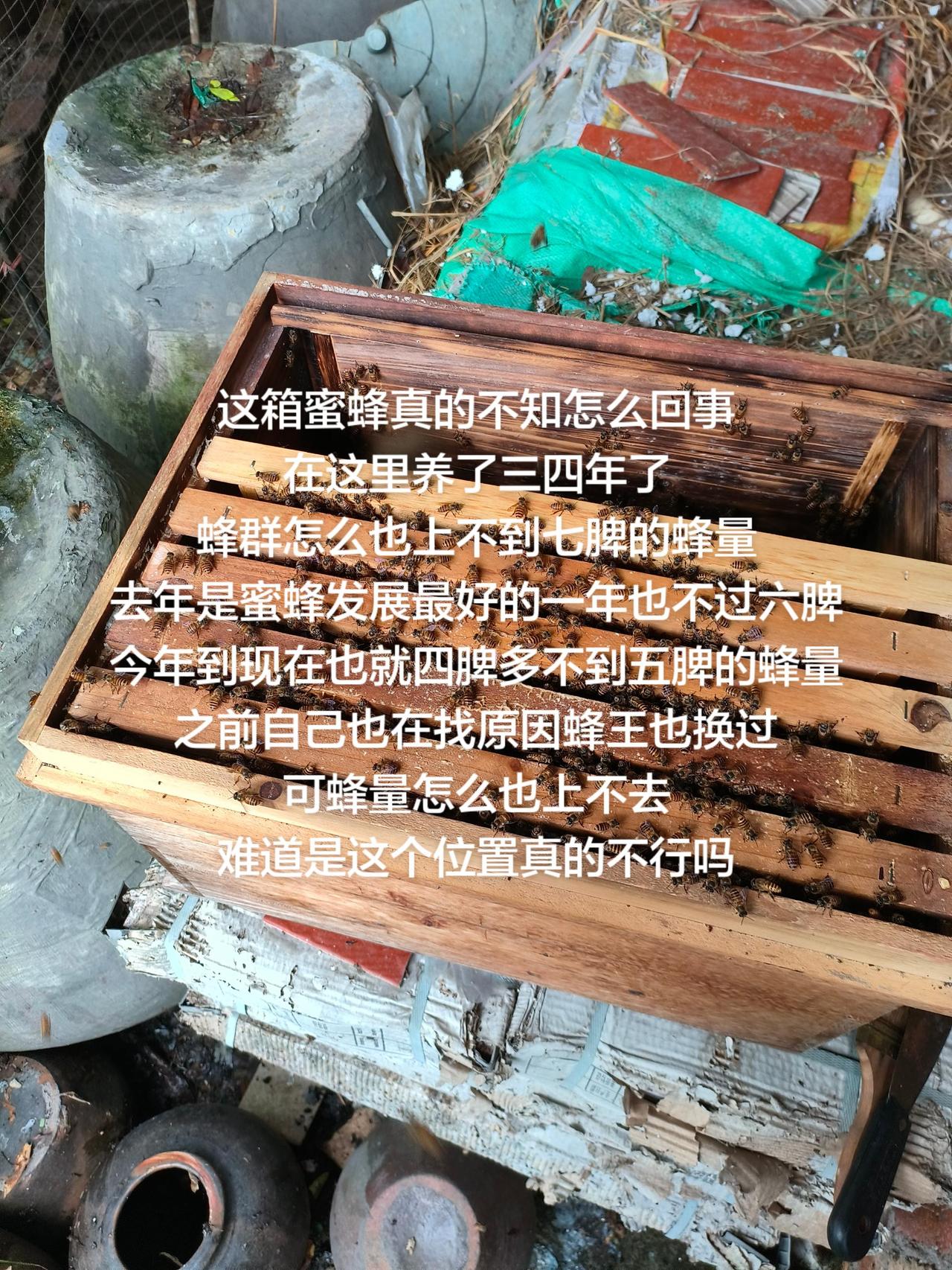 这箱蜜蜂真的不知怎么回事在这里养了三四年了蜂群怎么也上不到七脾的蜂量去年是