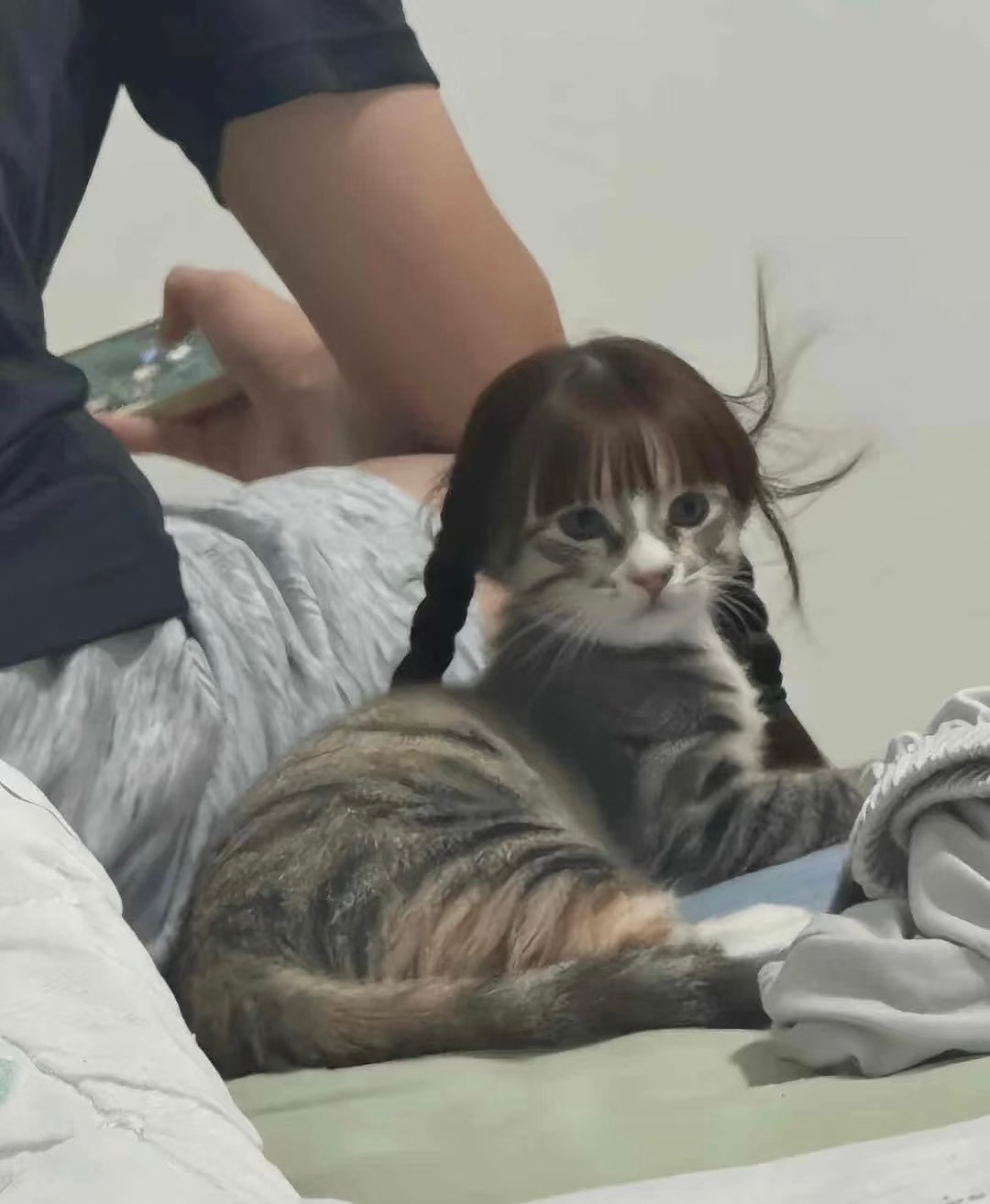 算了，跟你们不养猫的说不清楚​​​