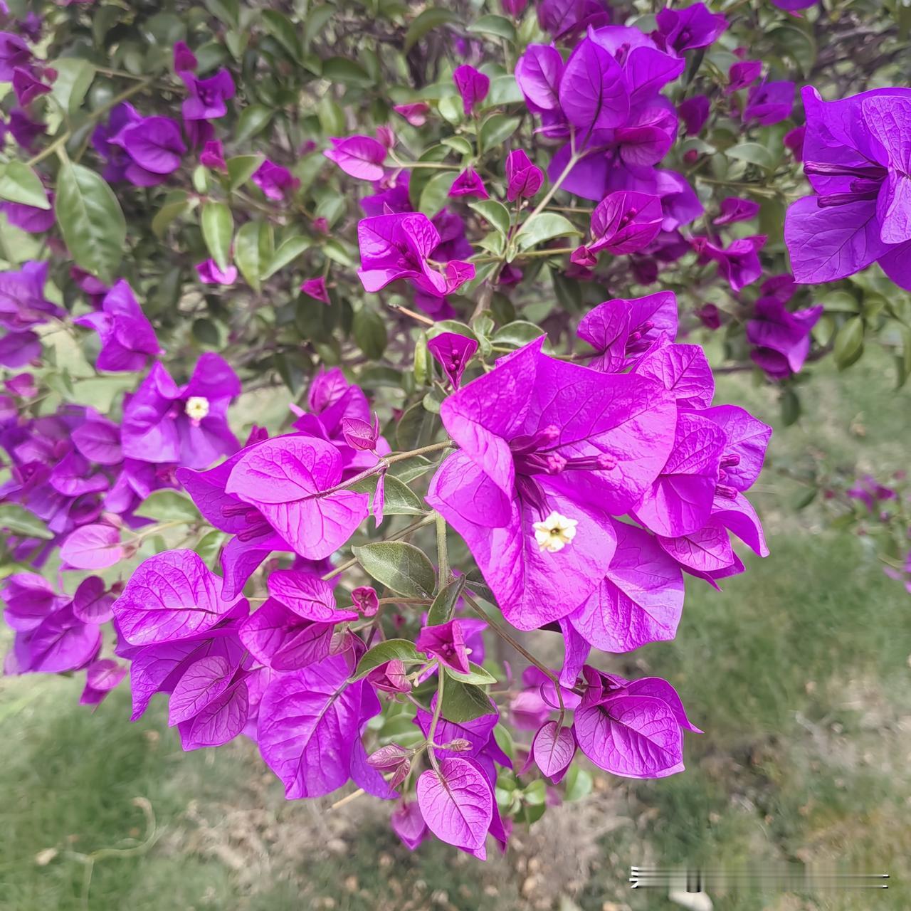 困扰我一年多喉咙有痰的毛病，今年终于治愈了。去年春节前感冒了一次，喉咙一直就