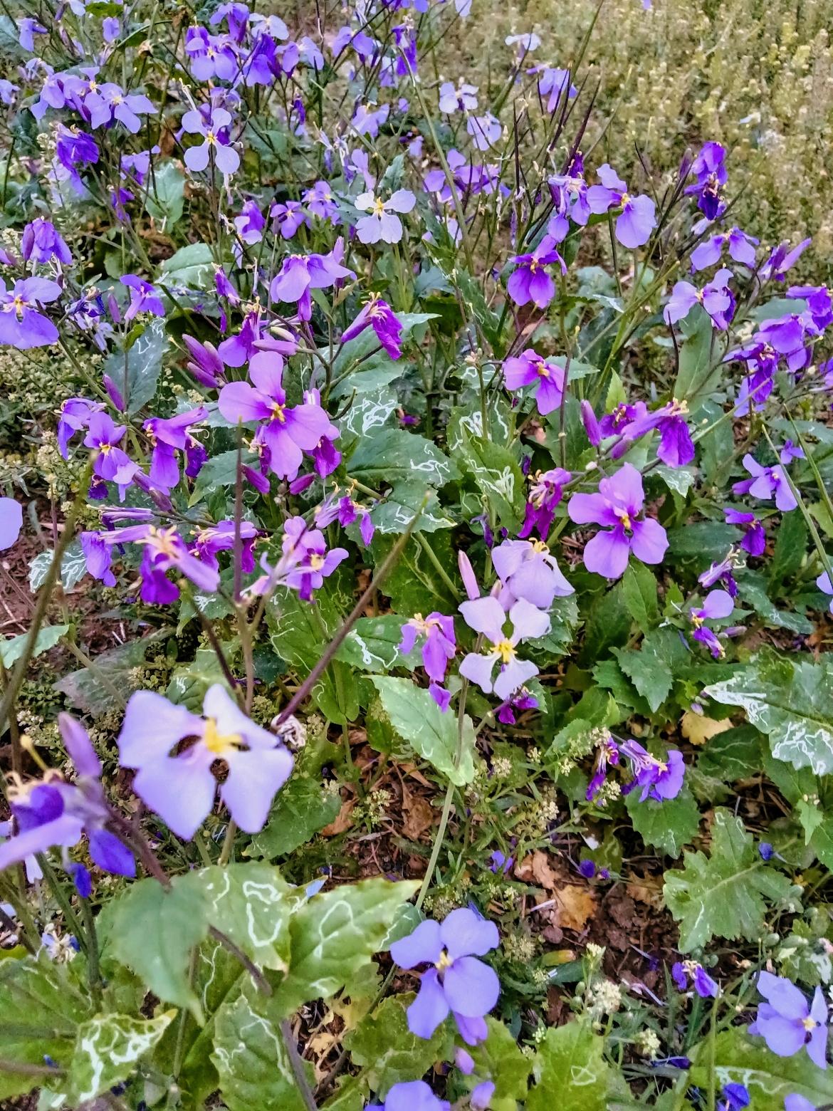 紫色花海，浪漫绽放，感受大自然的美丽与宁静。🌸💜🌿