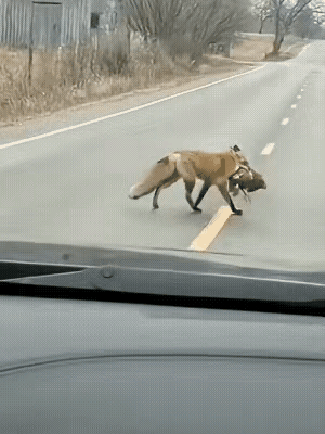 看到这个画面，想起了小时候学的一篇课文，大致意思是一只乌鸦叼着一块肉被狐狸发现了