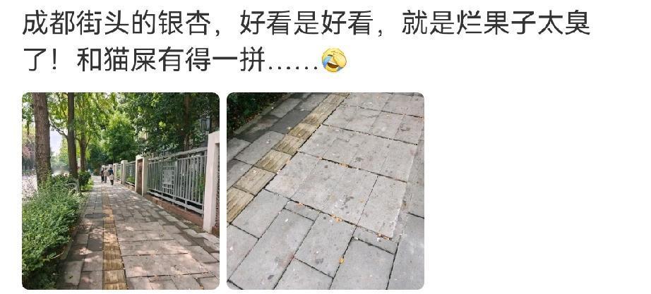 网友实拍成都浣花溪银杏街，秋季黄叶好看但烂果气味难闻，很多人觉得城市不该种银杏，
