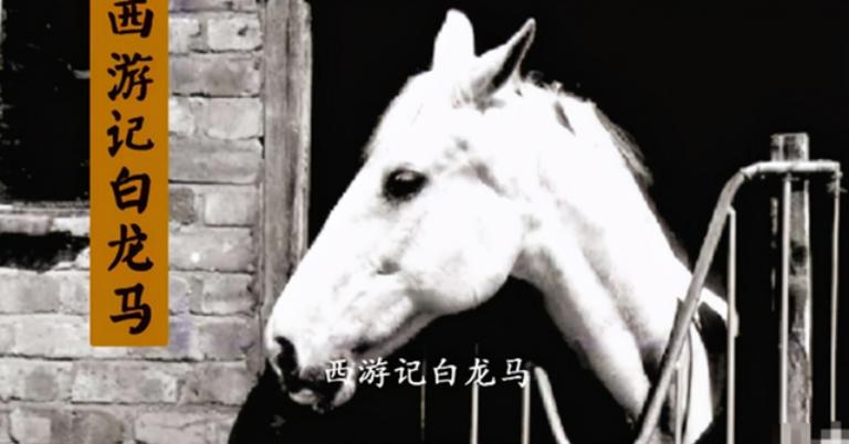 西游记拍摄结束后，导演杨洁找人把白龙马，安置在了无锡的养马场。很少有人知道，