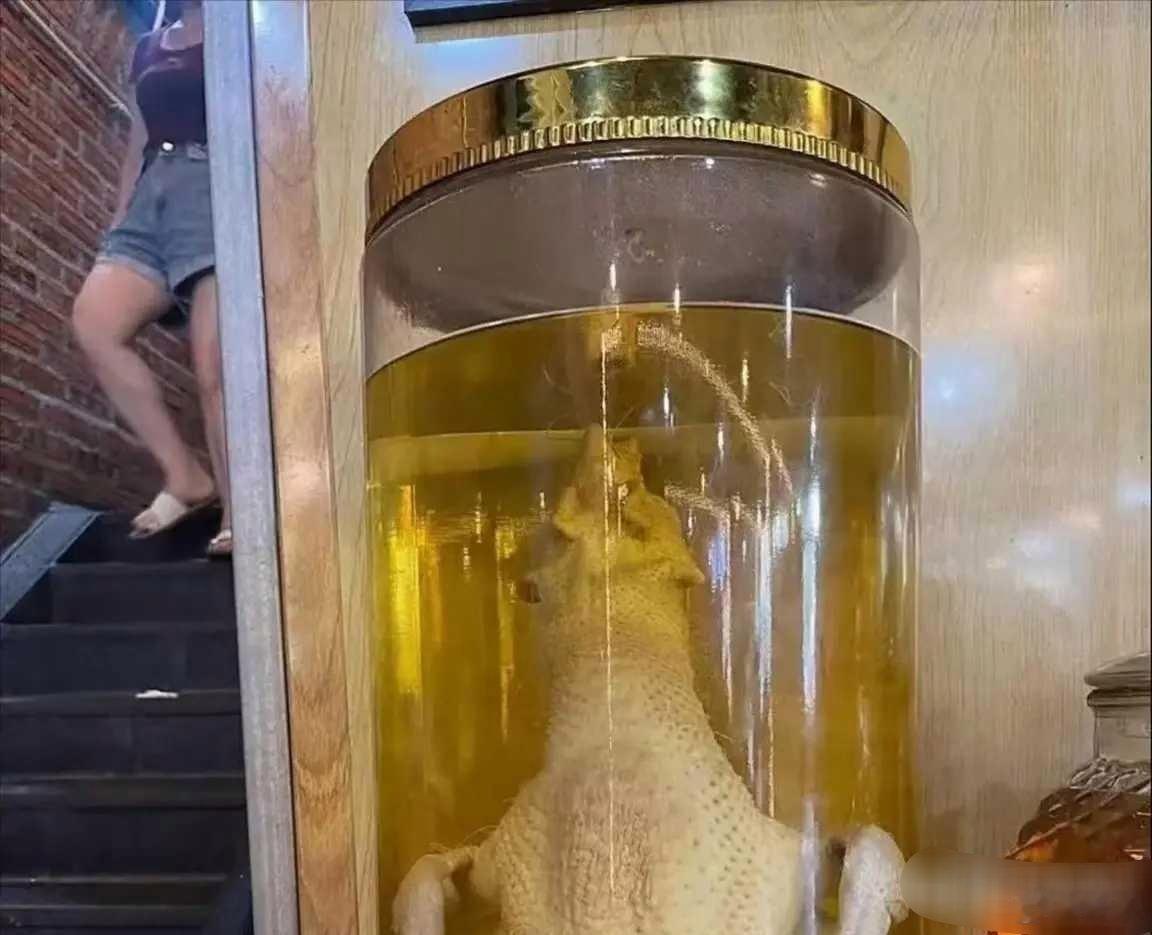 一个敢泡一个敢喝真是太牛了