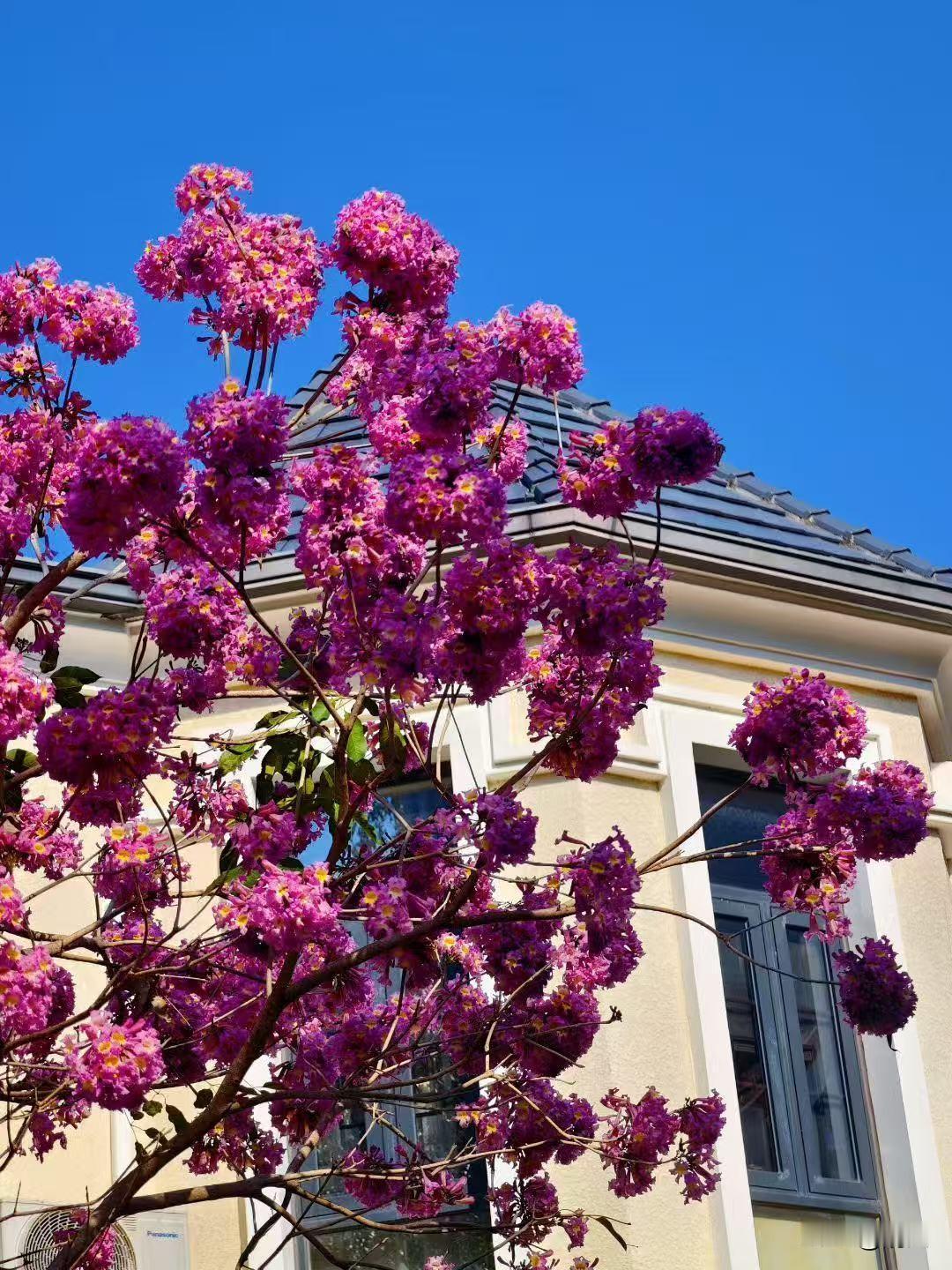 午后出门，一抬眼就撞进了这片浓烈的紫，瞬间被惊艳得挪不开脚。这株大叶紫薇树