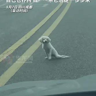 四川成都，女生开车遇到狗狗过马路。没想到，狗狗后半身瘫痪了，艰难在马路中间挪动，