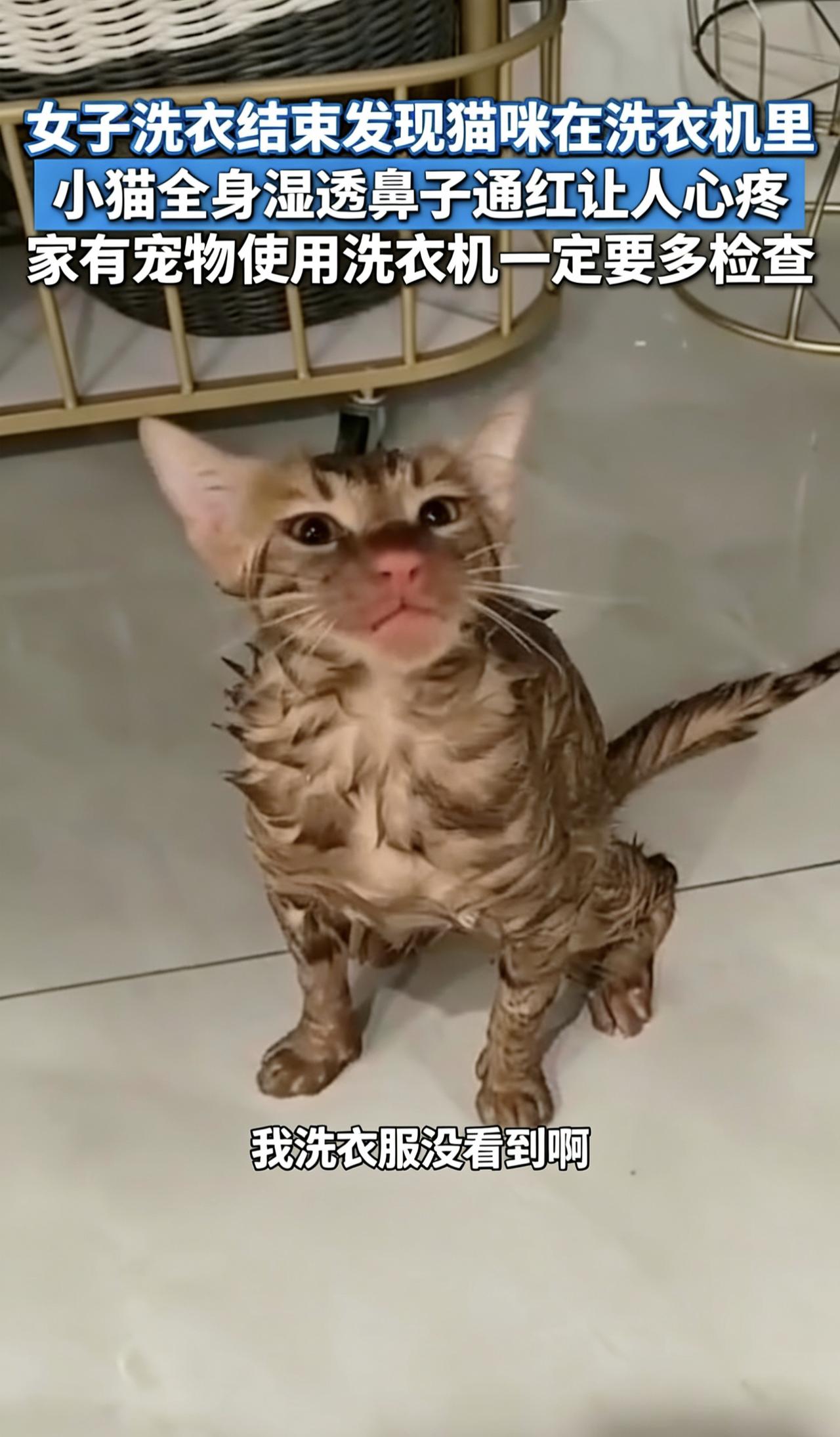 洗衣惊魂！猫咪藏滚筒被洗，主人粗心险致命！真实案例频发！苏州、杭州多位女士