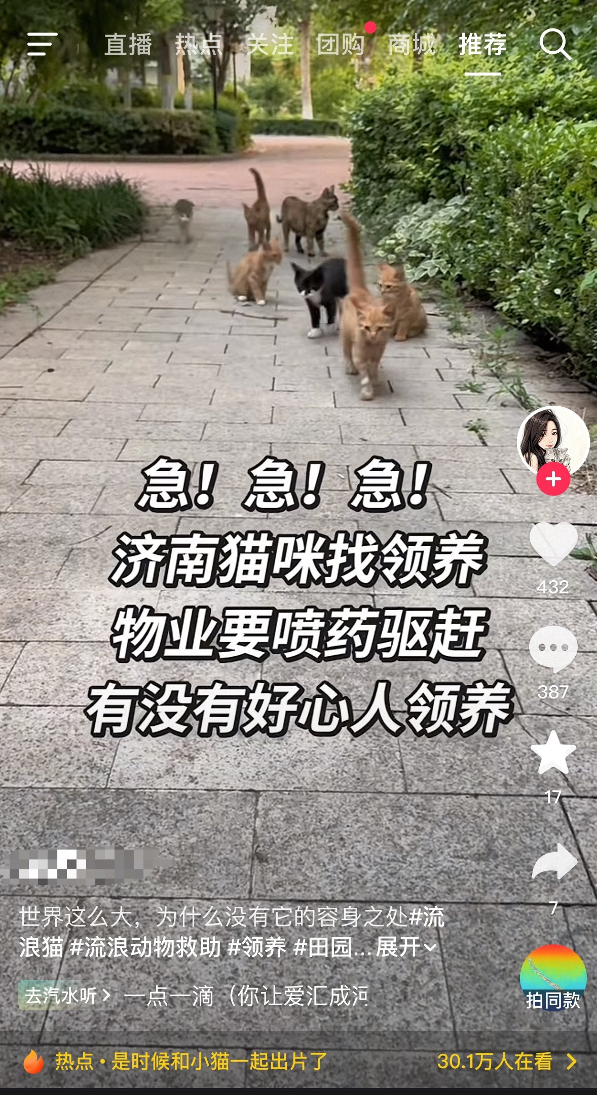 流浪猫真是泛滥成灾啊。