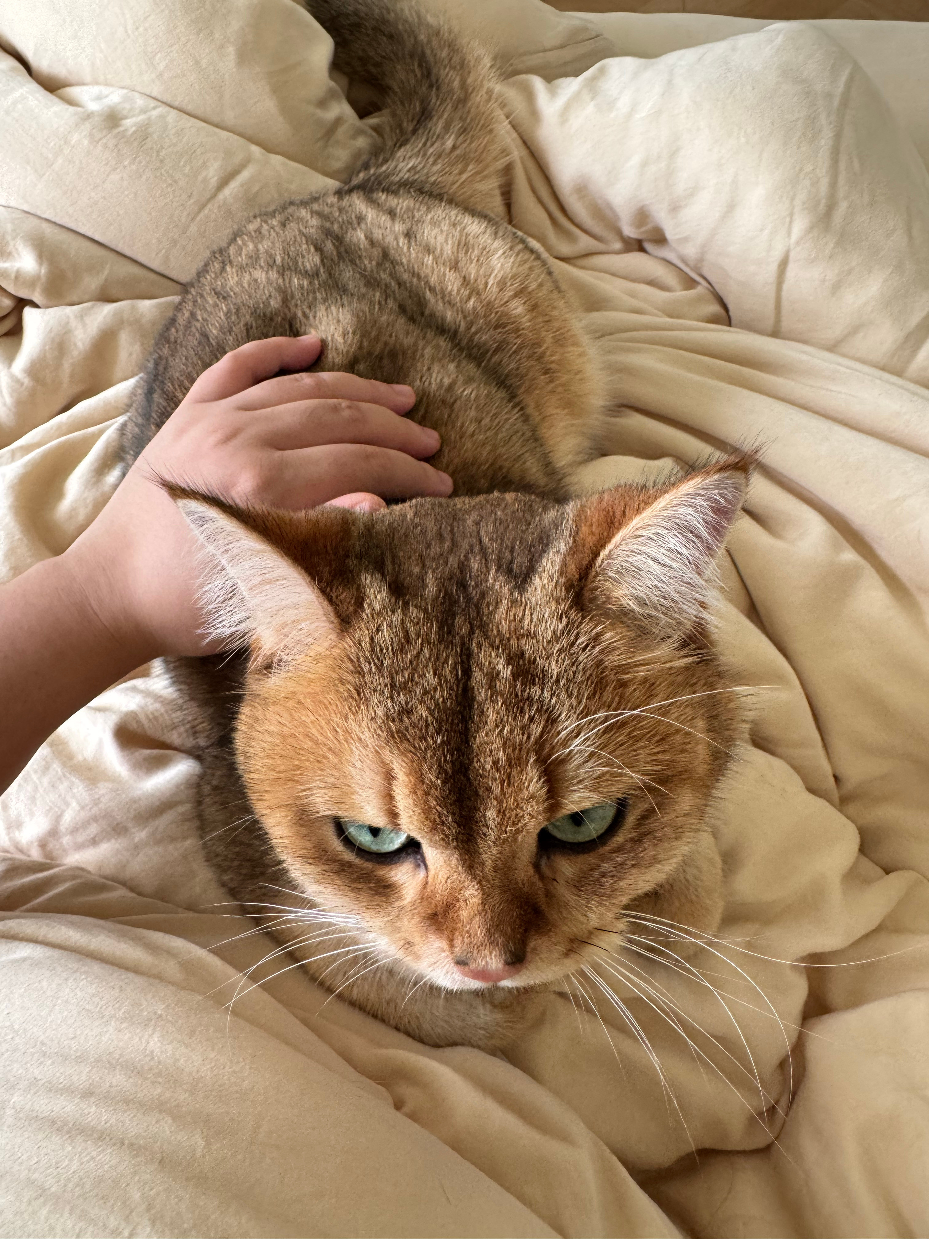 被猫压醒的早上真是惬意啊​​​