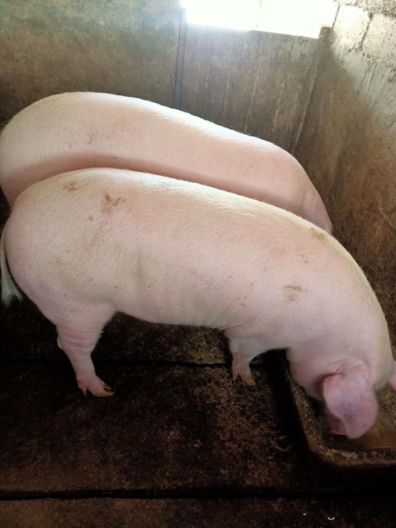 呆呆的刨汤宴为什么火，原因有三条，你们大家猜我说的对不对哈[捂脸哭][捂脸哭][捂脸