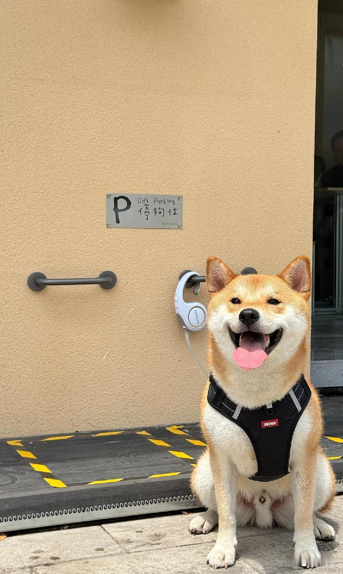 男子养了十年的宠物狗在小区车库门口睡觉，被邻居开车给压死了，男子把邻居告上法庭索