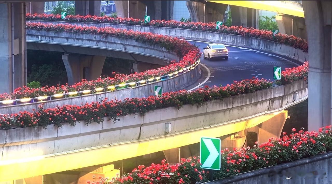 高架月季如期而至，你有没有注意过，杭城给你的浪漫，就藏在车窗掠过的每一朵月季里。