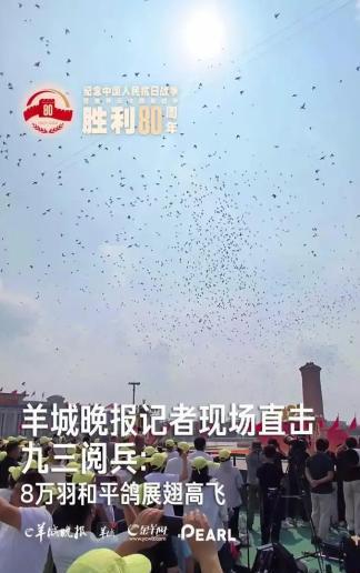 天津信鸽协会的鸽子，参加完阅兵放飞活动后回家了，上午10点26放飞的，第一只鸽子