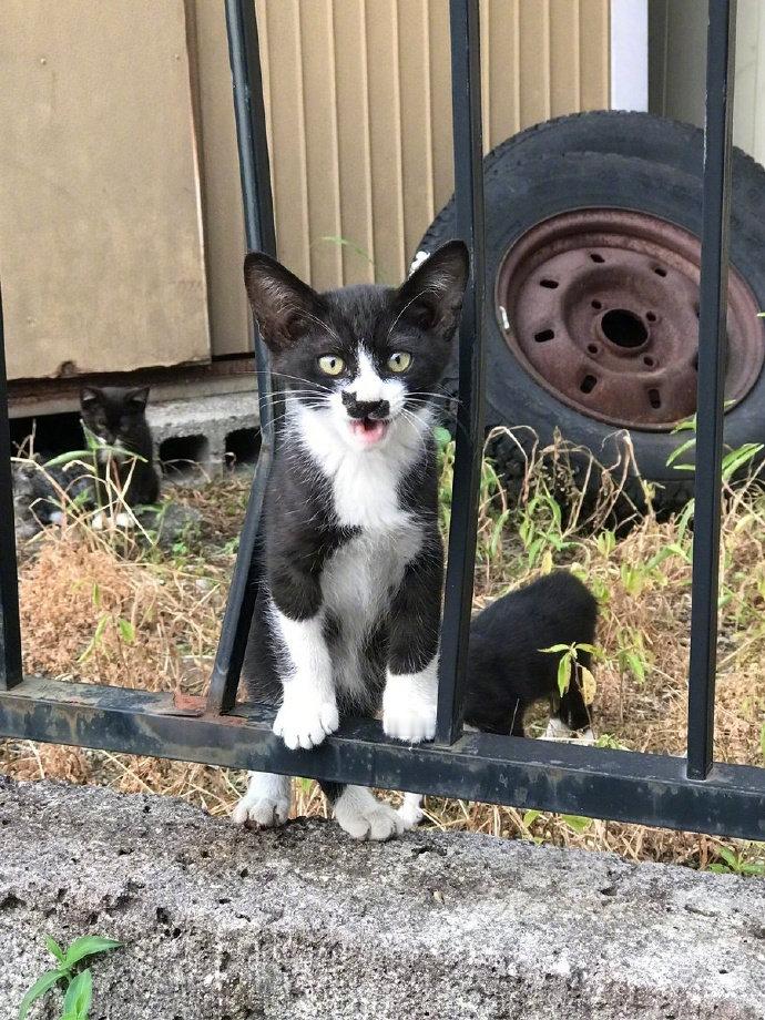 快看，这只猫鼻子上有只猫！