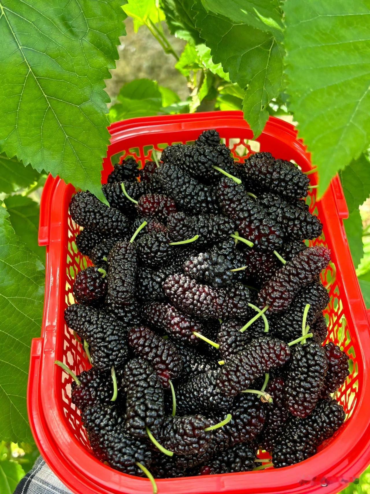 柑橘用磷酸二氢钾能快速膨果吗?柑橘种植膨果管理种植干货果农都清楚，果子个头