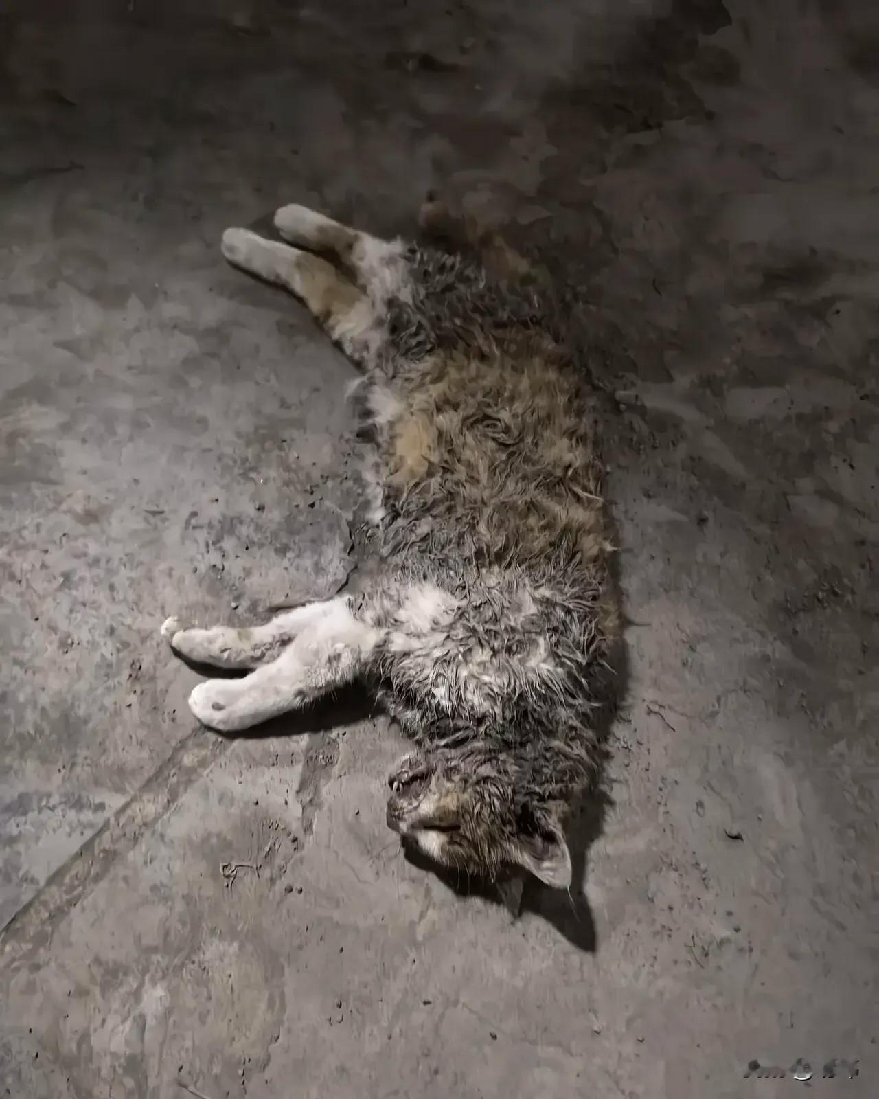 太坏了！一位老人养了一只小猫，平时就特别宠爱它，当做自己的孩子在养着它，他也经常