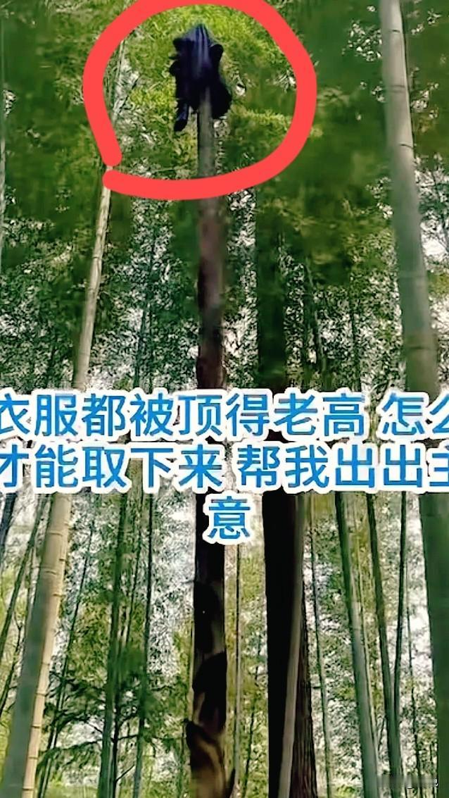福建，女子到竹林去挖笋，期间热了就把衣服脱掉放在地上，临走时忘了拿，万万没想到，