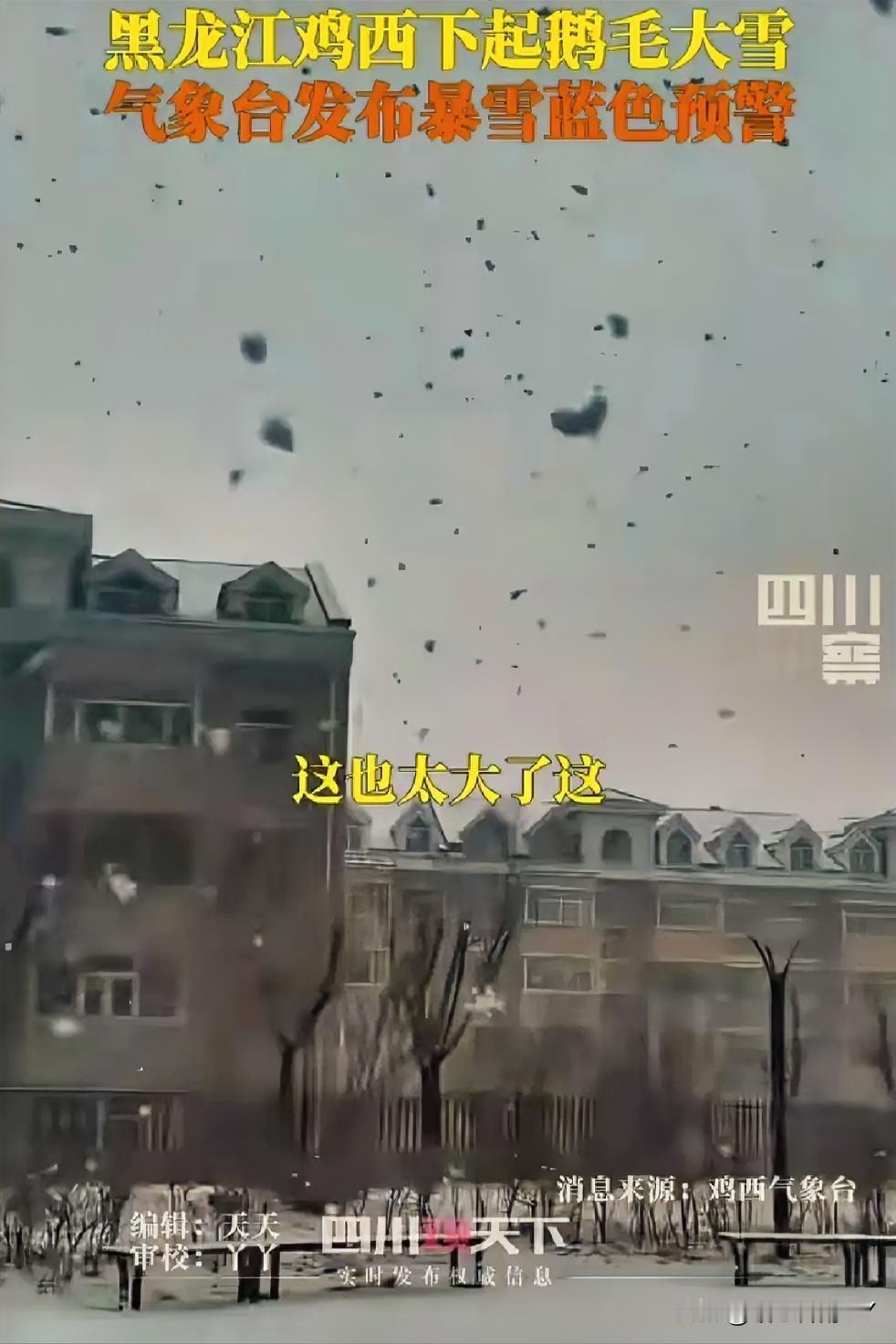 今冬首场寒潮来袭！黑龙江鸡西鹅毛大雪纷飞，暴雪蓝色预警生效。11月16日，今
