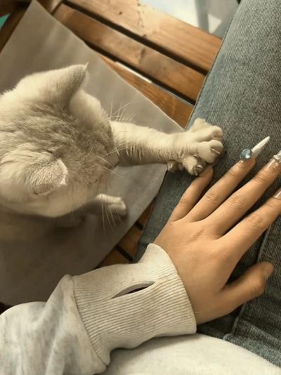 天津一女生做完美甲回家，本想着显摆一下指尖新造型，没想到家里的猫咪误以为主人爪子