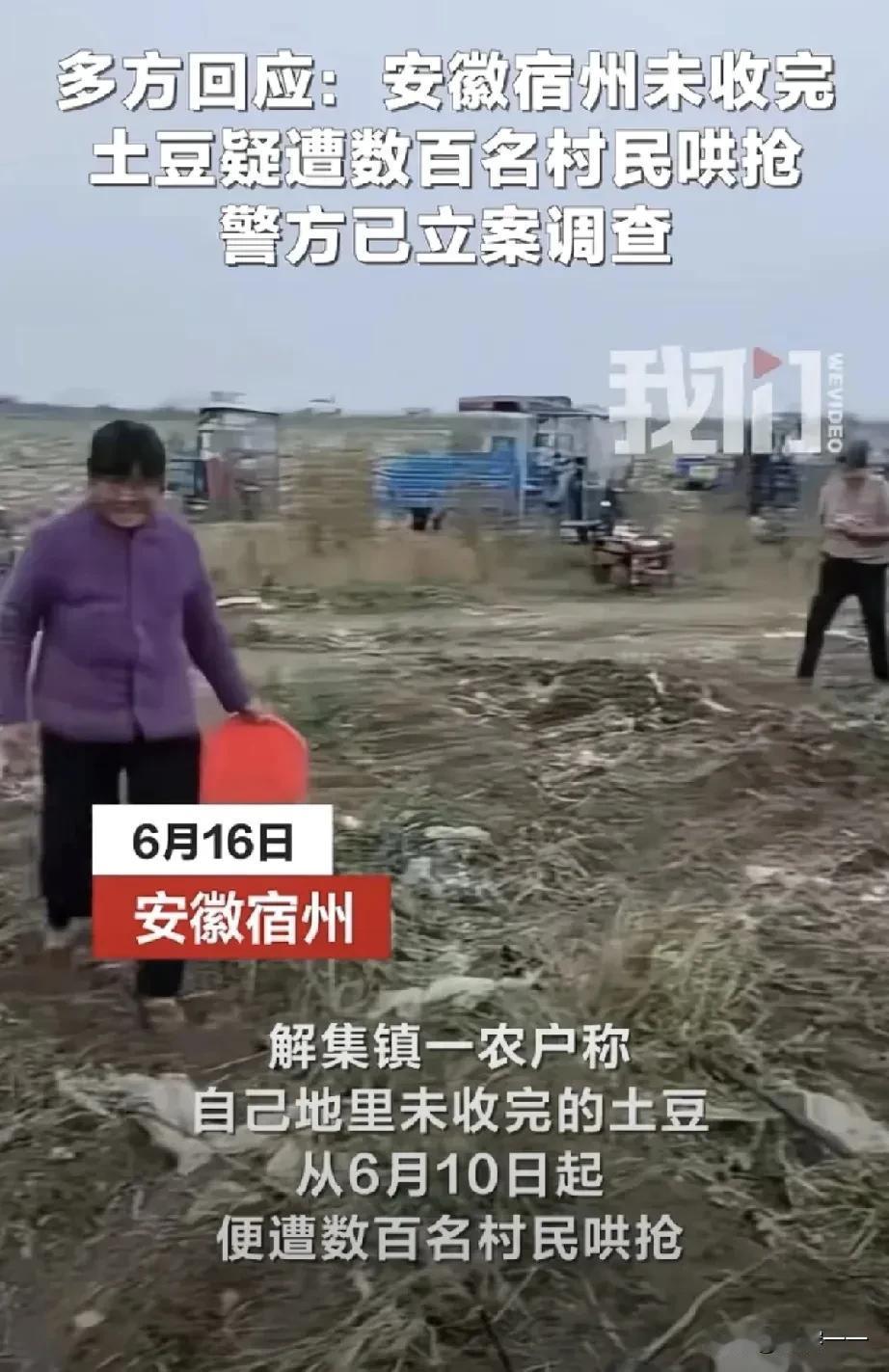 “怎么办啊！土豆被抢了100万斤！[哭哭]”近日安徽宿州，曾先生遭遇了一件糟心事