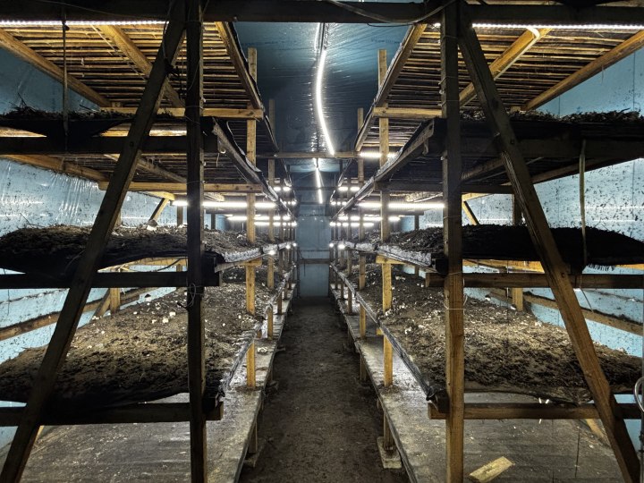 90后博士, 为什么跑到杭州乡下种蘑菇?