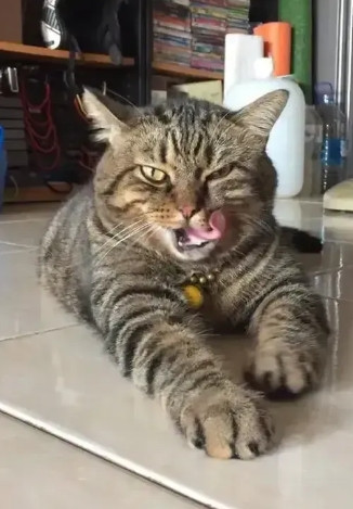 我的狸花猫本来是小区流浪猫扛把子，打遍小区猫狗无敌手，自从被我收养后再无机会施展身手