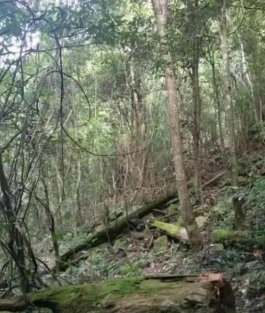 如果发生战争躲在山里安全吗？这么说吧，逃山者能十存七八，但逃湖者只能十存一二，往