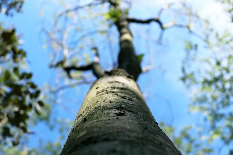 贵州遵义一棵树形似“大圣归来”贵州遵义最近火了两棵“大圣树”！湄潭县永兴镇的百