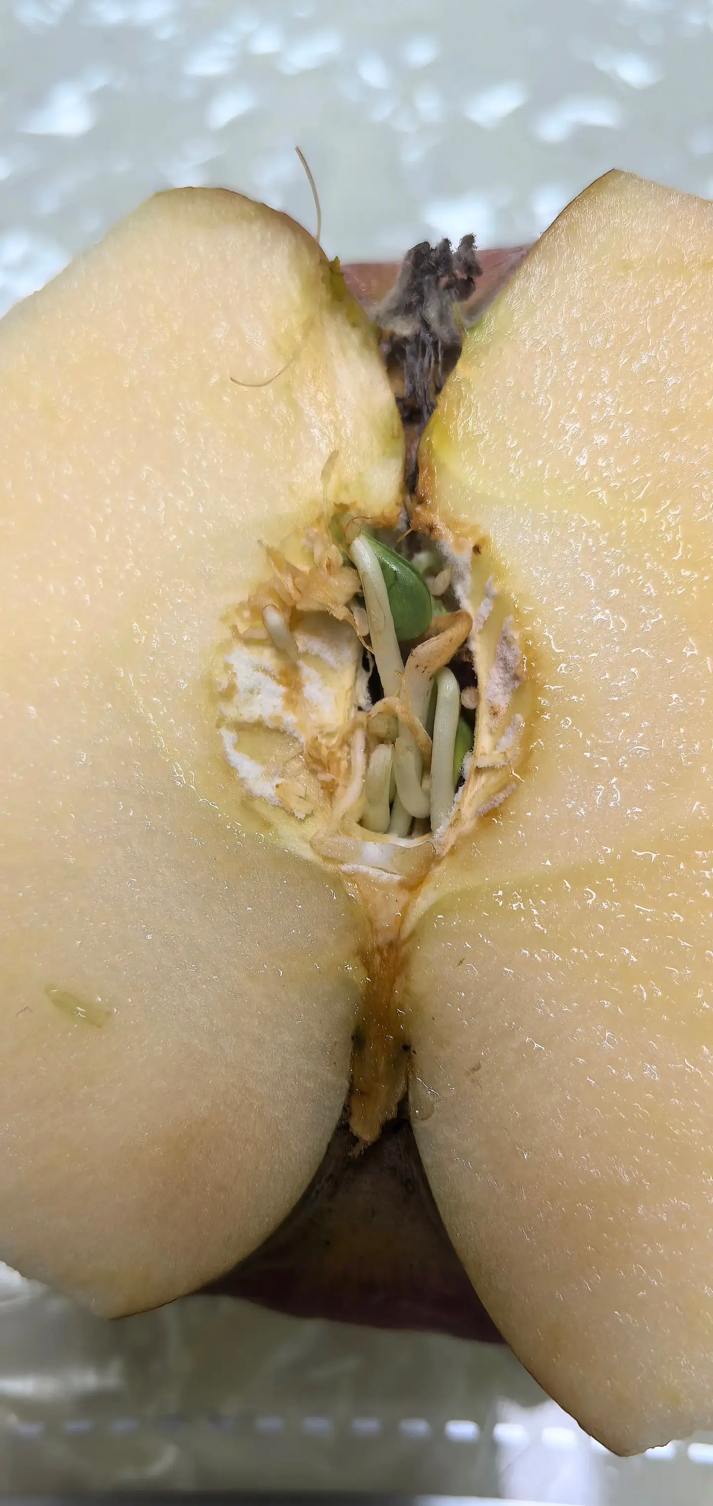 这苹果放在冰箱里都发芽了