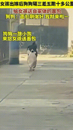 太幸福了！一女孩出嫁后狗狗隔三差五跑10多公里，给女孩送自家做的面包，狗