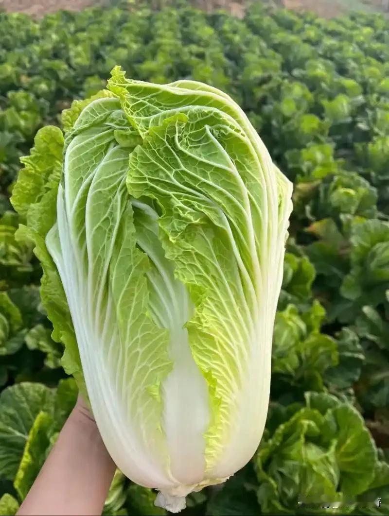 白菜都是一样的白菜，价格不同仅仅是因为中间多了两道环节，一个是搞运输的贩子，一个