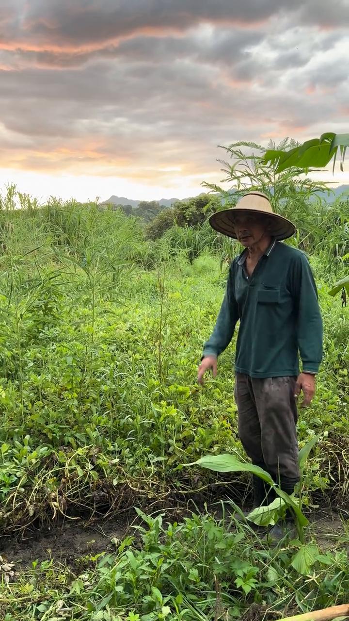 花生种植到采收过程需要超四个月左右的。按照这个要怎么去判断花生熟？一般从叶子开始